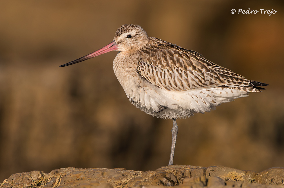 Aguja colipinta (Limosa lapponica)